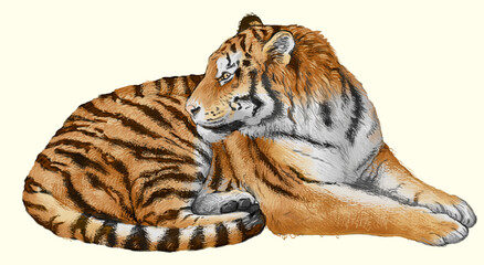 Tiger wild striped animal of Asia