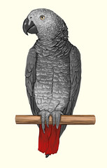 talking bird parrot Jacko art of nature