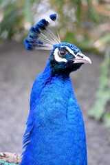 オスの青い孔雀