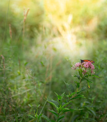 butterfly on butterfly bush flowers in the garden