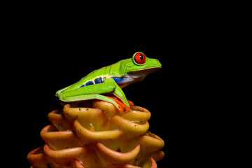 Red-eyed tree frog on beehive ginger in tropical rainforest in jungle Costa Rica