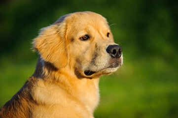 Portrait of a Golden Retriever puppy