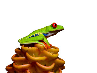 Red-eyed tree frog on beehive ginger in tropical rainforest in jungle Costa Rica , isolated