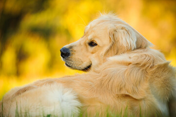 Golden Retriever puppy dog looking back