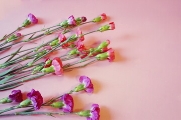 Pink and Purple Carnations on Botton Left of Pink Background