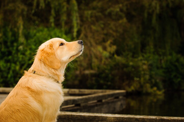 Cute Golden Retriever puppy sitting on dock