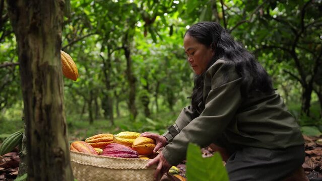 Middle-aged female cacao farmer collects harvested cacao pods into basket. Side angle medium shot