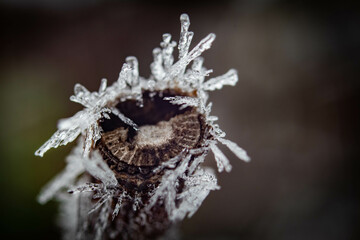 frost on a tree