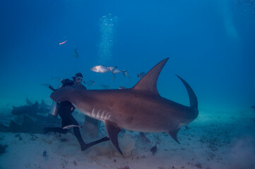 A diver showing just how big a great hammerhead can get