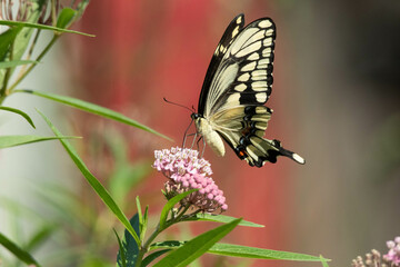 Butterfly on flower