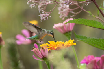 hummingbird in flight and flower