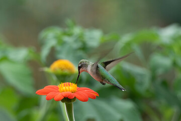 hummingbird in flight and flower