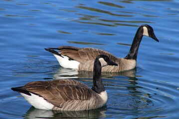 country goose branta canadensis