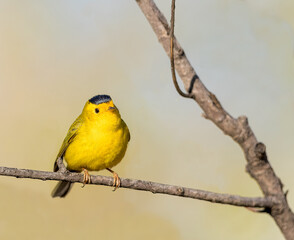 A Wilson's Warbler perches in the evening sunlight.