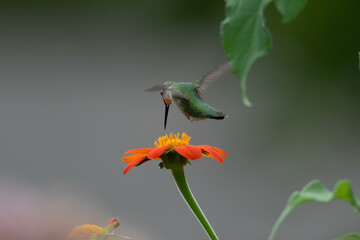 hummingbird in flight