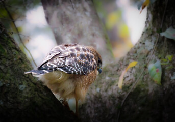 Red-shouldered hawk