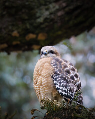 Red-shouldered hawk
