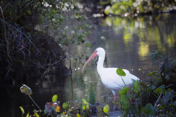 Naklejka premium American White Ibis