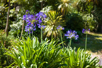 Agapanthus blue African lily, plant growing in park or garden UK