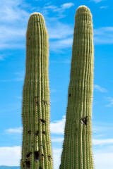 Tall double saguaro cactus with deep blue sky with clouds in the sonora desert in tuscon arizona with visible spikes