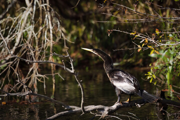 Double-crested Cormorants