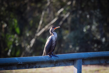 Double-crested Cormorants