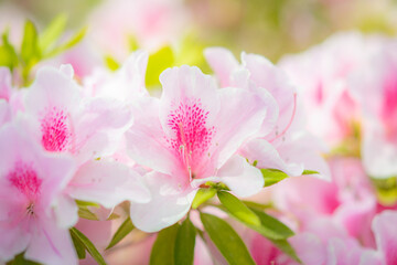 Obraz premium ピンクの花