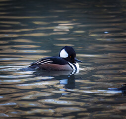 Hooded Mergansers