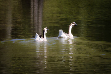 Domestic goose relaxing near the water