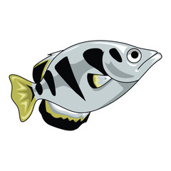 set of freshwater fish isolated on white background