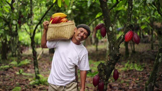 Beautiful portrait of happy male cacao farmer with harvested cacao pods in basket on shoulder. Wide view