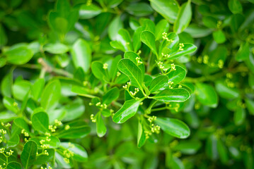Aglaya fragrant for landscape design. Vegetable green backgrounds.