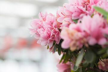 Blooming pink Rhododendron and green leaves，Rhododendronhybridum