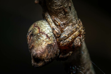 A rare Asterisk Spider (Ocrepeira ectypa) blends in on a twig. Raleigh, North Carolina.