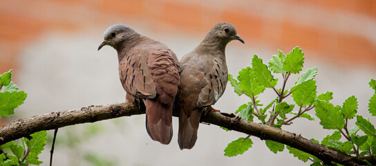 Aves columbina ou pomba rolinha. Brasil