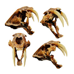 3d rendering of ancient saber tooth tiger animal bone fossil perspective view