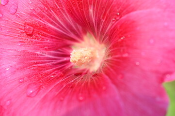 closeup beautiful pink flower, natural background