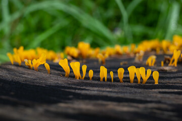 Small bright yellow fungi growing from a rotten tree in Penang
