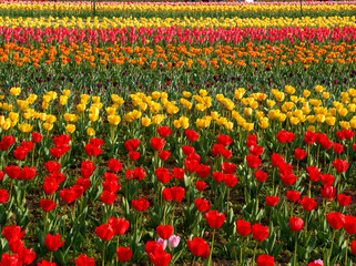 Beautiful Colorful Tulip and Flowers field in Srinagar, Kashmir