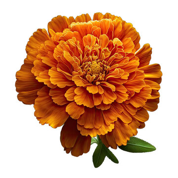 Marigold Flower Design Elements Isolated On Transparent Background: A Graphic Design Masterpiece With Clear Alpha Channel For Overlays In Web Design, Digital Art, And PNG Image Format (generative AI)