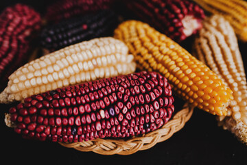 Mexican colored corn cobs in Mexico Latin America