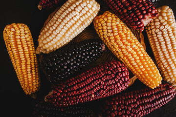 Mexican colored corn cobs in Mexico Latin America