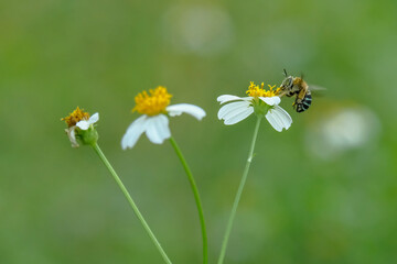 blue banded bee on flower