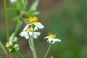 blue banded bee on flower
