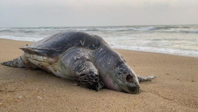 Carcass of a large dead Turtle on the sea shore. Improper fishing techniques, polluted water and global warming are dangerous threats to this endangered species