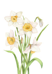 Daffodil bouquet watercolor illustration. Hand-painted design for spring celebration and easter decor.