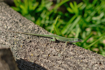 green anole sitting on an oak tree branch in the bright sun mid day