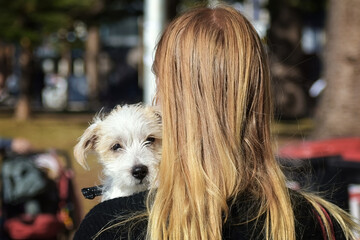 Small dog on girls shoulder looking back