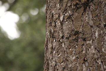 Brown Creeper blending into a tree trunk