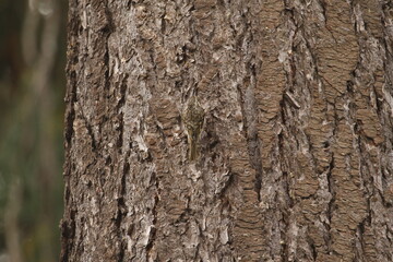 Brown Creeper blending into a tree trunk